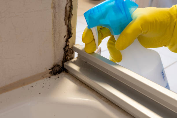 Best Mold Remediation for Specific Building Types in Santa Fe, TX